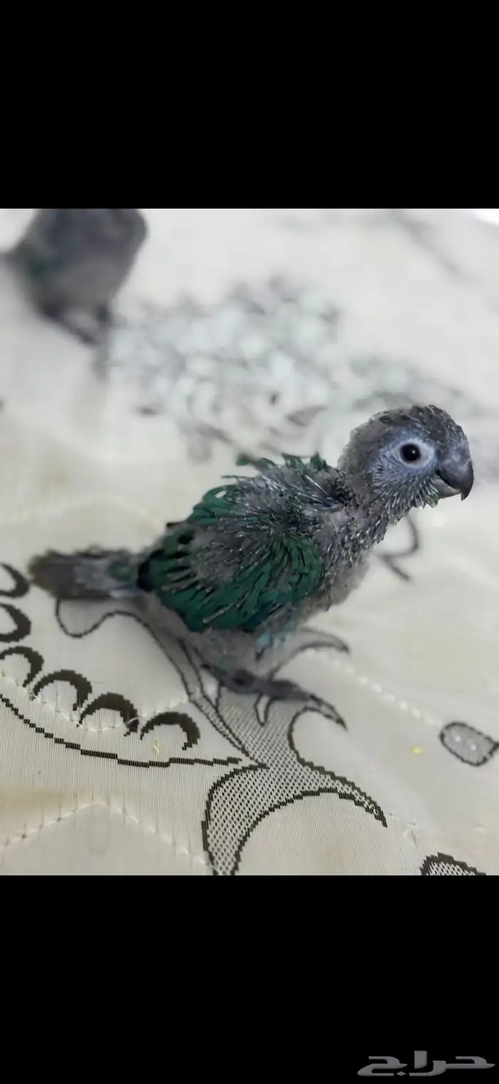 فرخ كنيور بلو شيك تم البيع الله يبارك الشاري 5