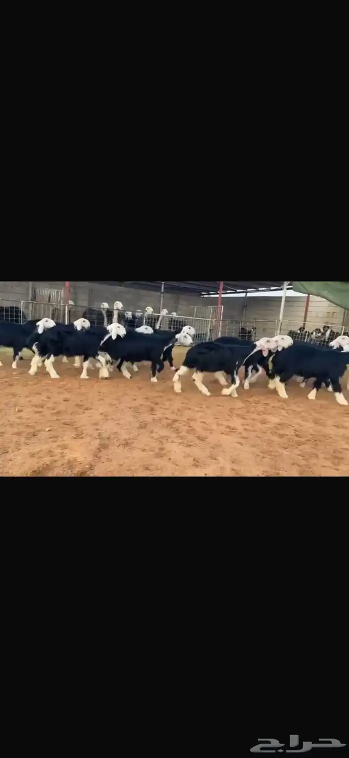 عرض بيع رخال جذعات 1