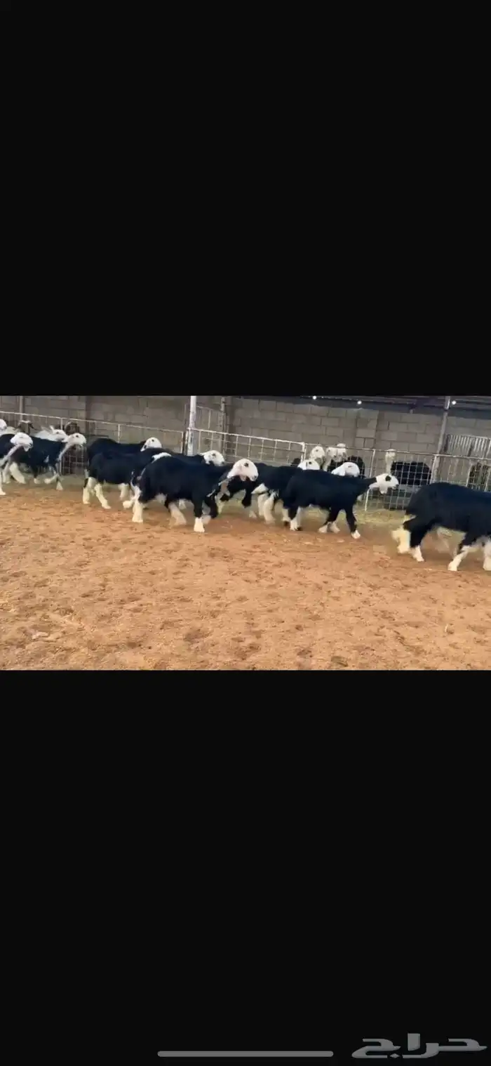 عرض بيع رخال جذعات 7