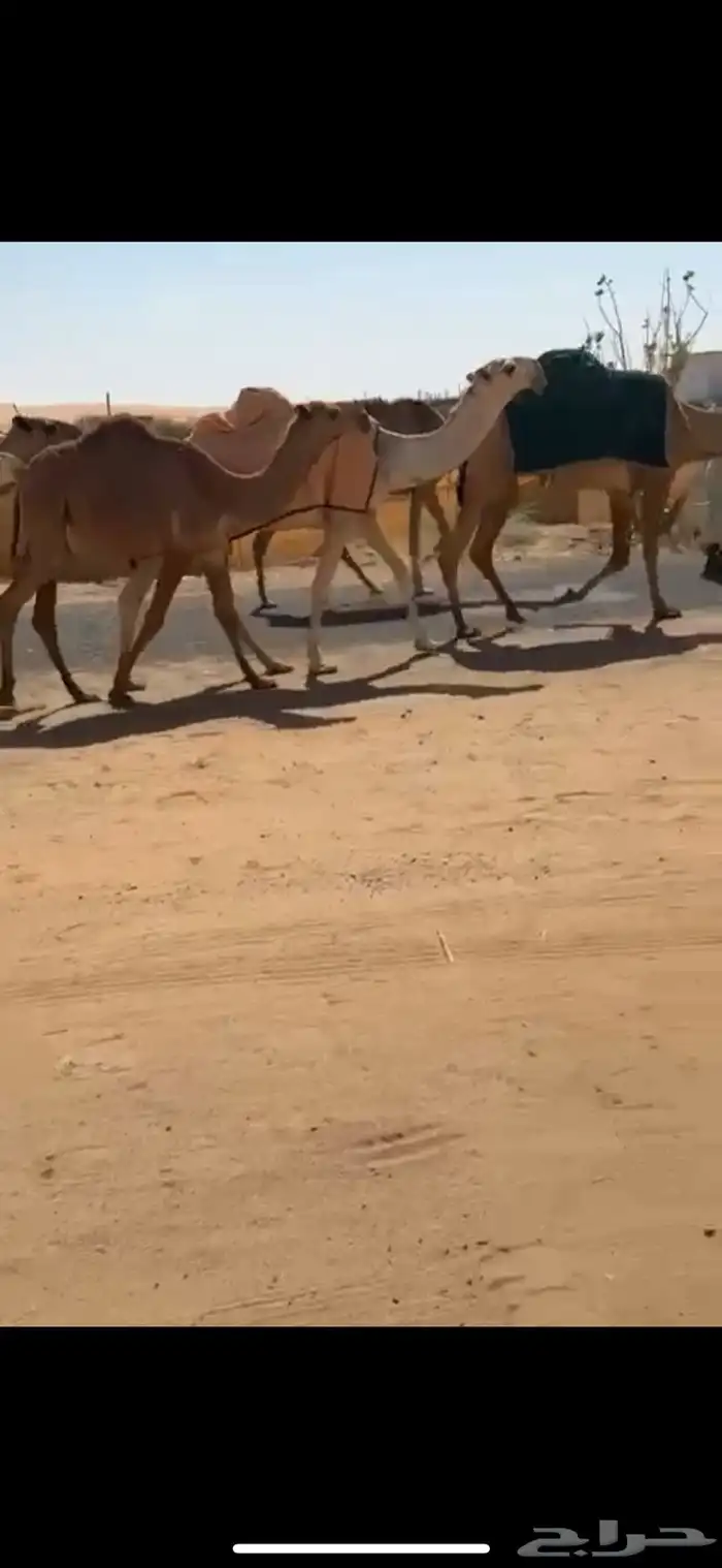 للبيع القعود الفردي الرماني 0