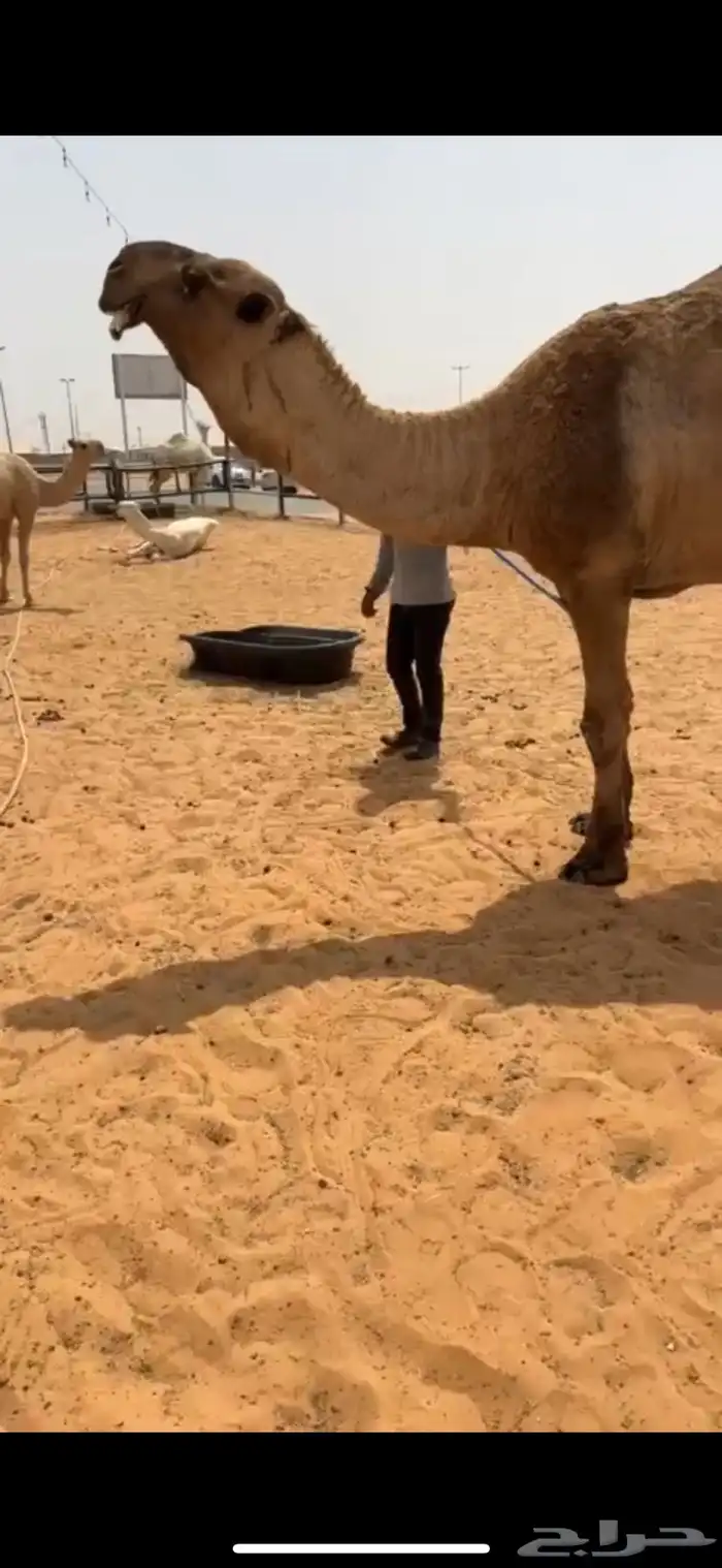 للبيع البعير الكفو العوني 0