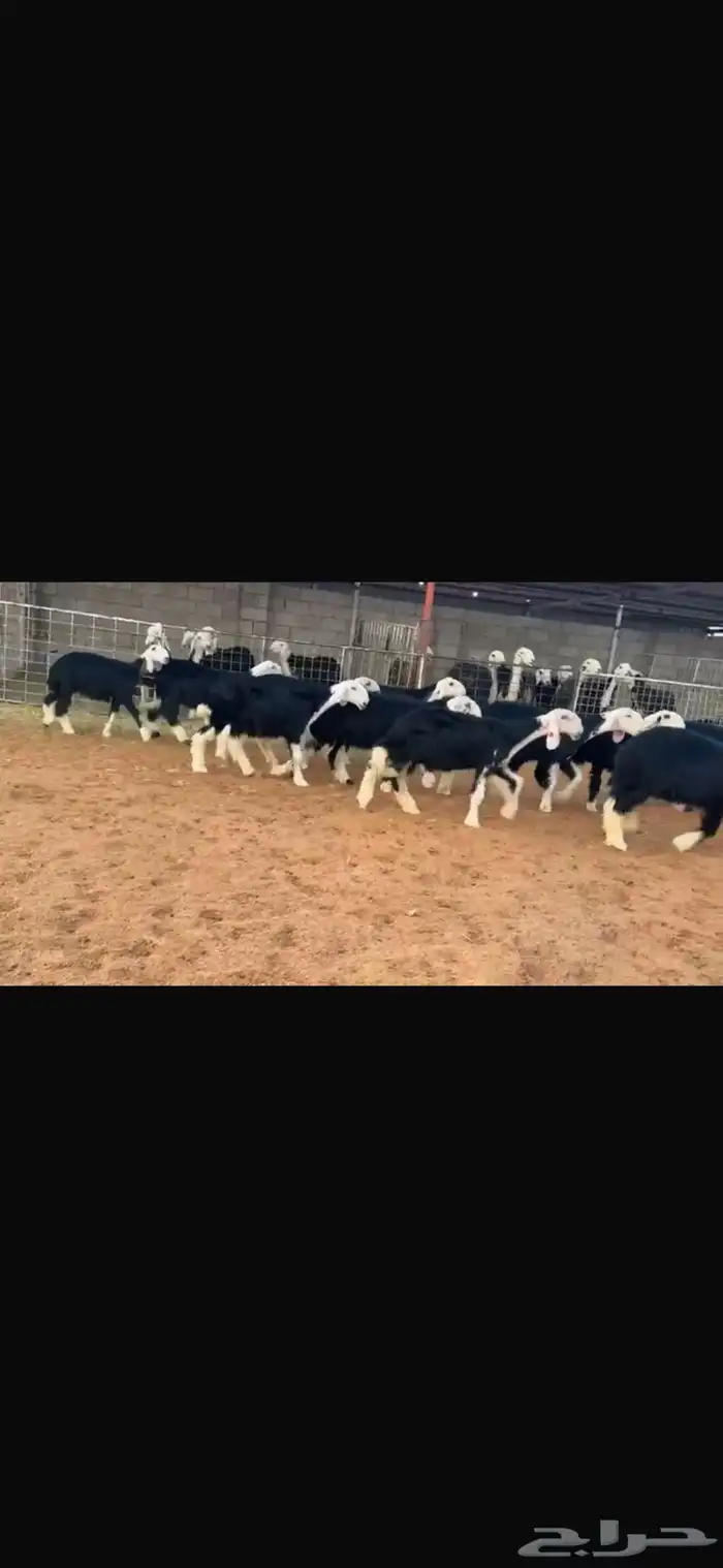 عرض بيع رخال جذعات 3