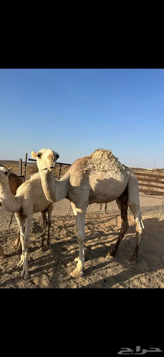 للبيع قعود كفو 1