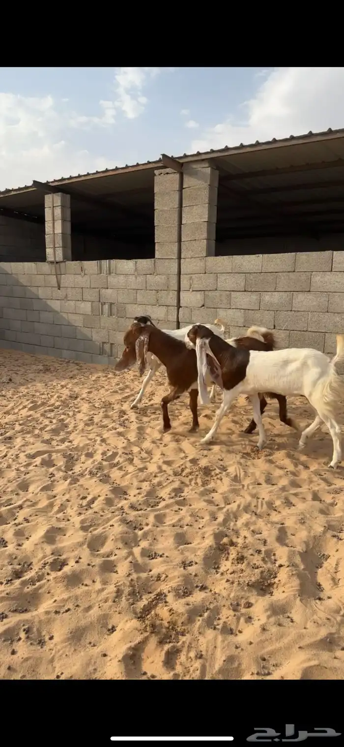 للبيع جفرات مقاني 0