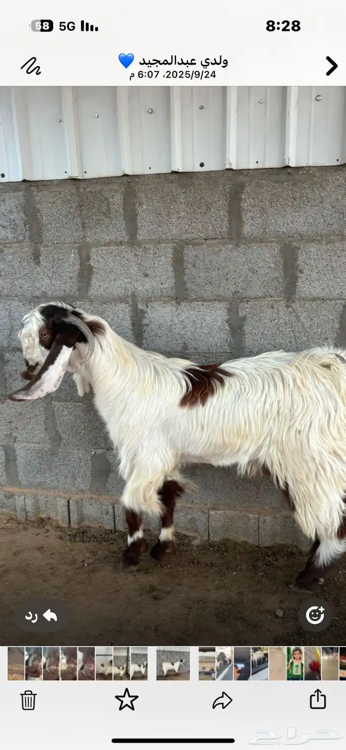 تيس طيب 1