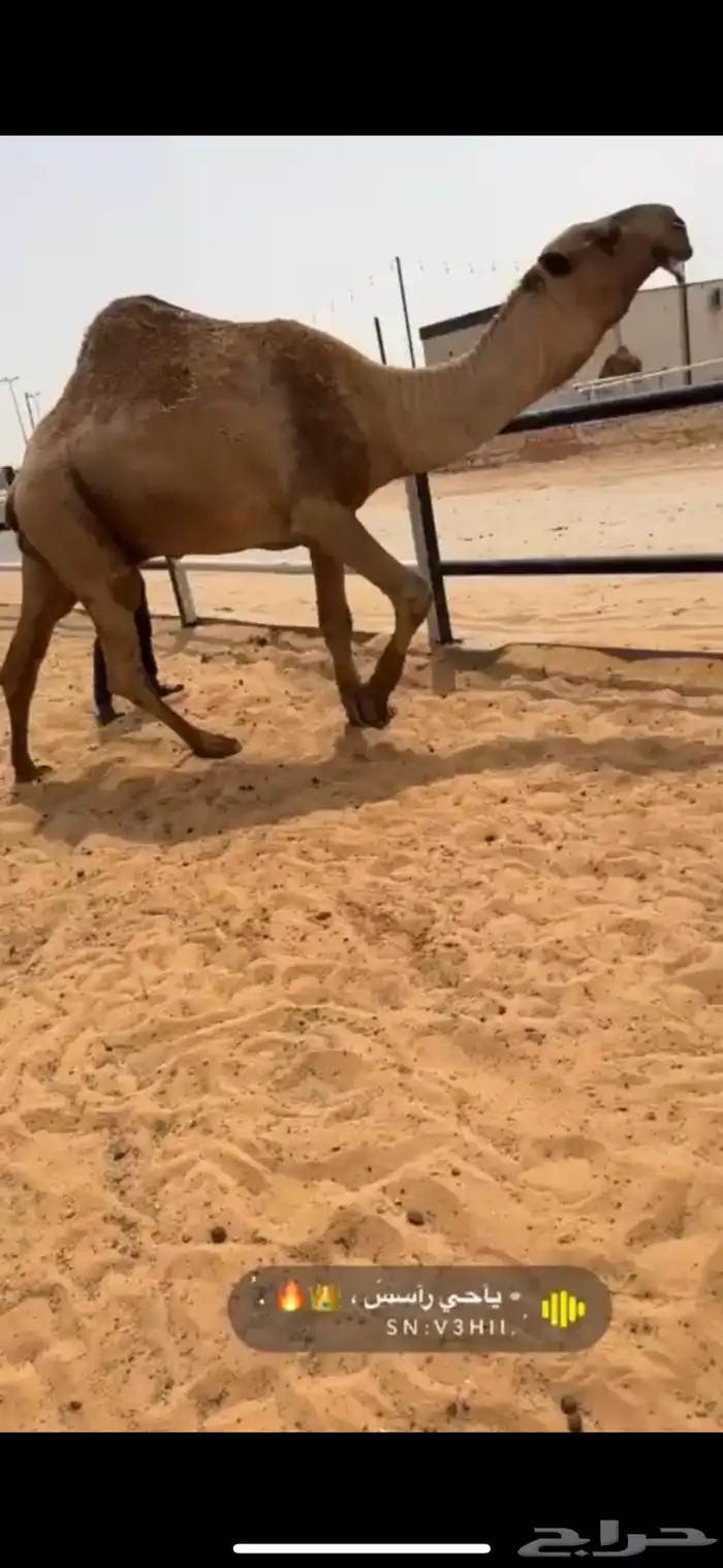 للبيع البعير الكفو العوني 4