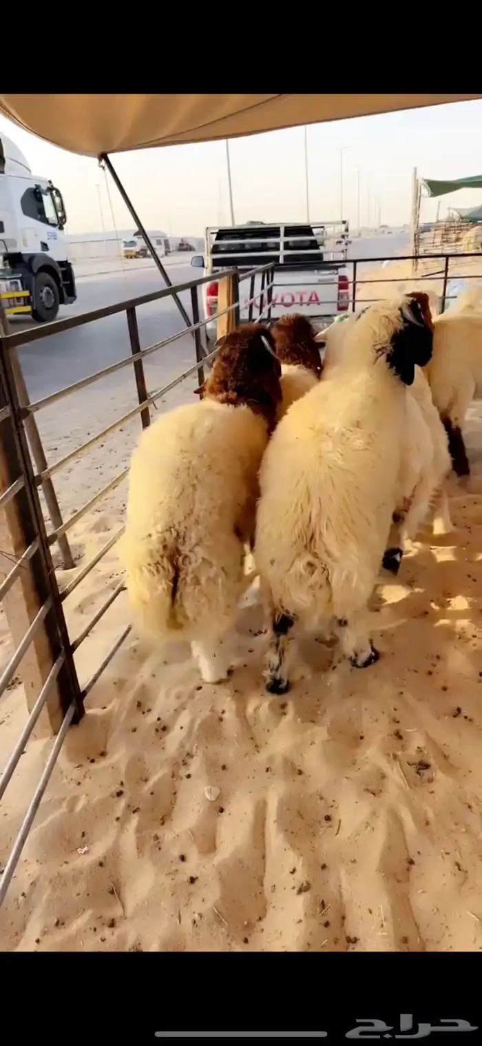خرفان 3