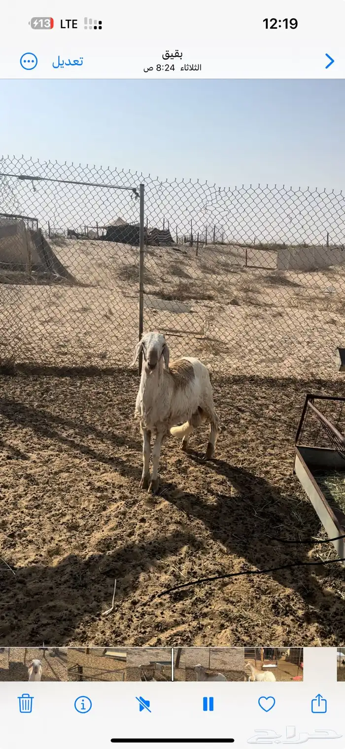 طلي 0