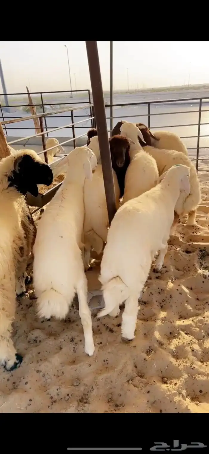 خرفان 0