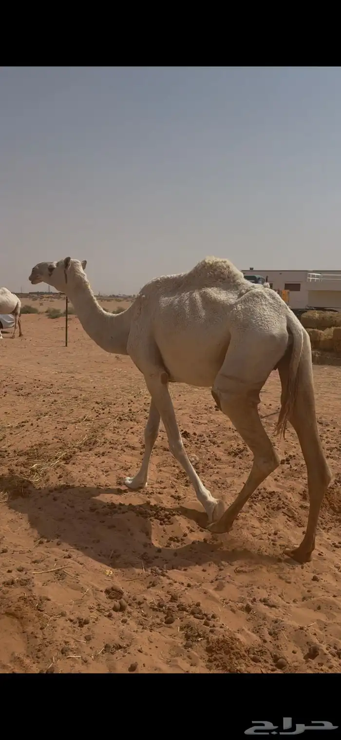 ناقه لقحه على فحل منتج 1