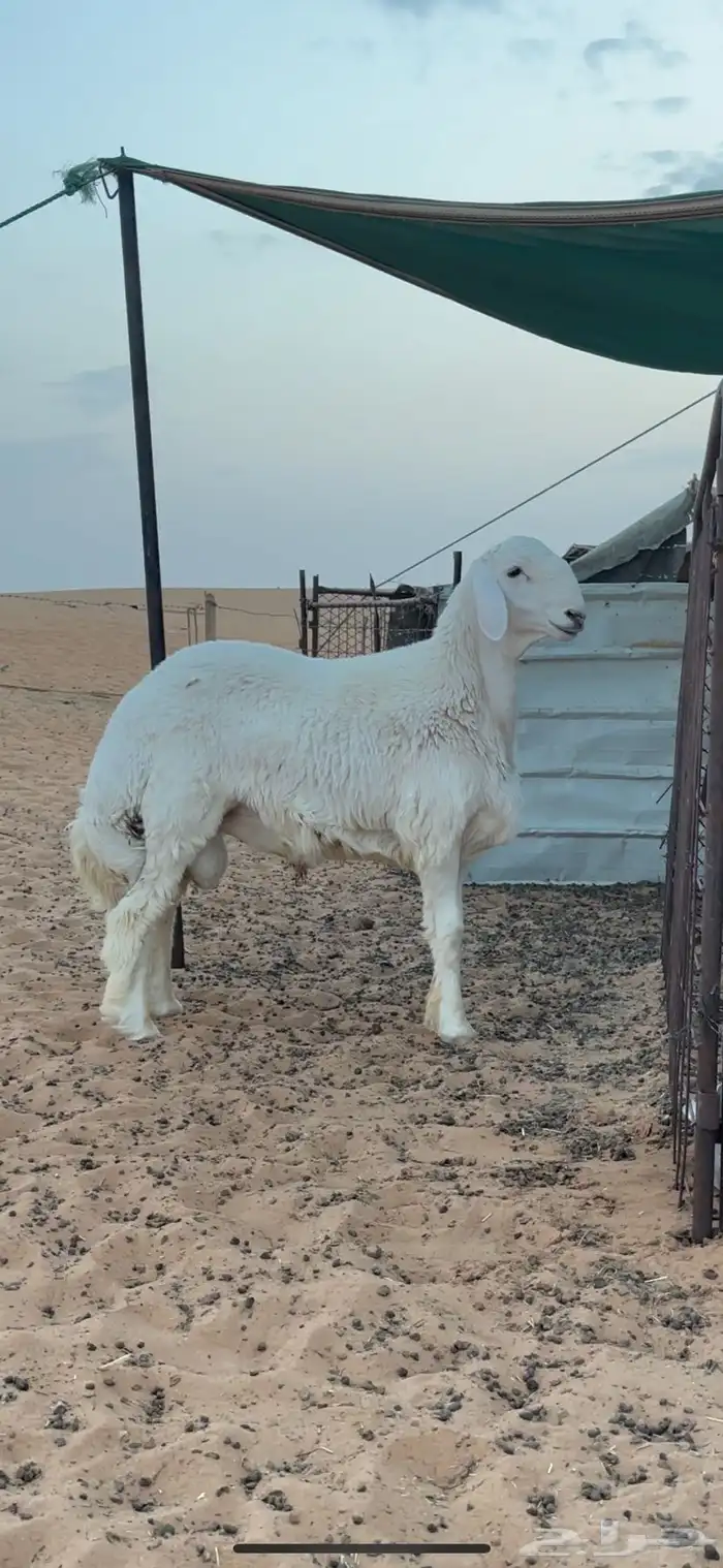 مشروع فحل صنف الصنف من مراح قوي 0