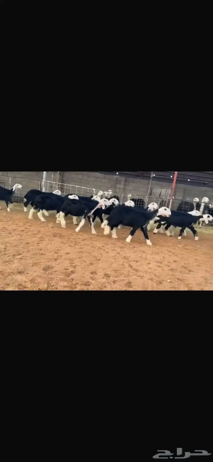 عرض بيع رخال جذعات 5