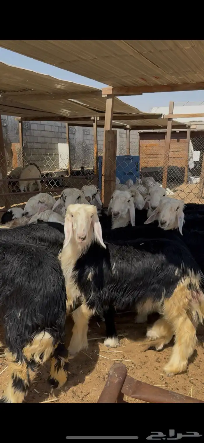 خرفان ورخال نجدي فل نظيف 0