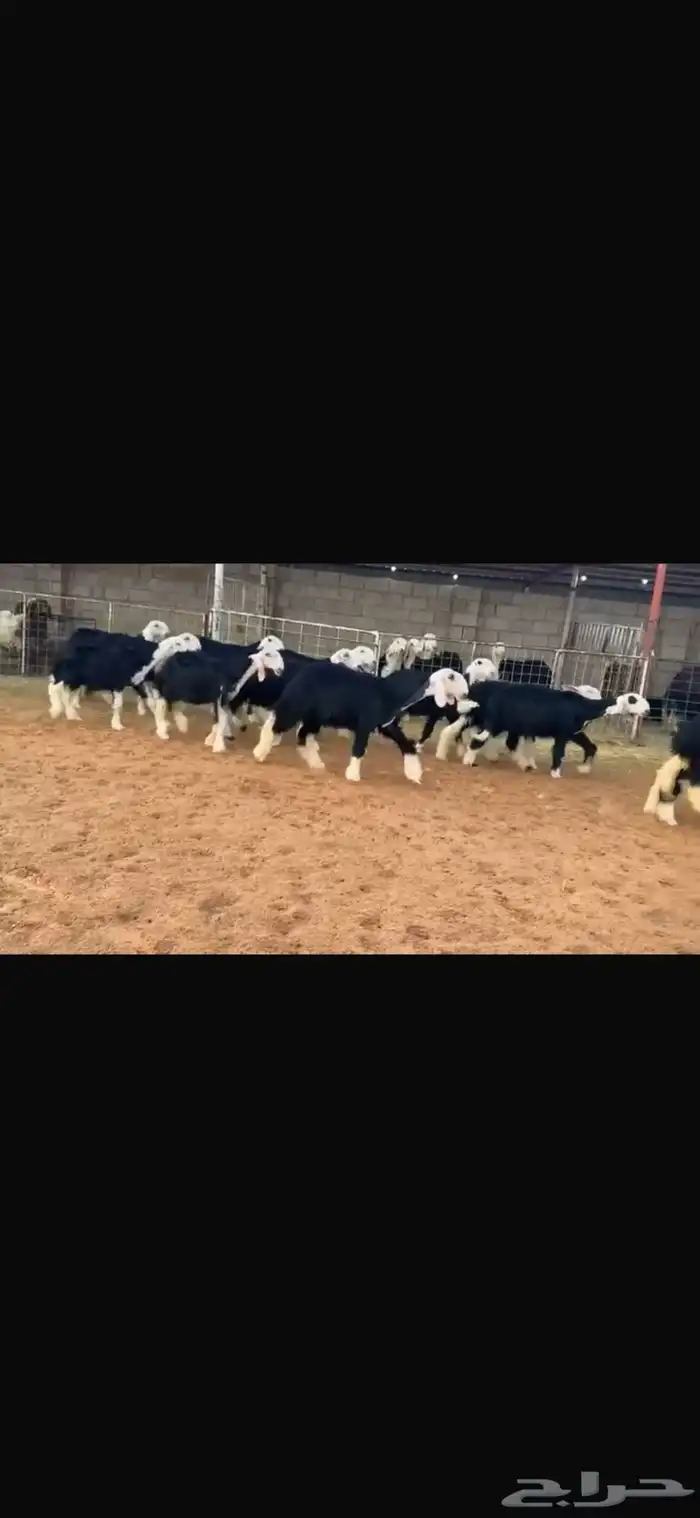 عرض بيع رخال جذعات 6