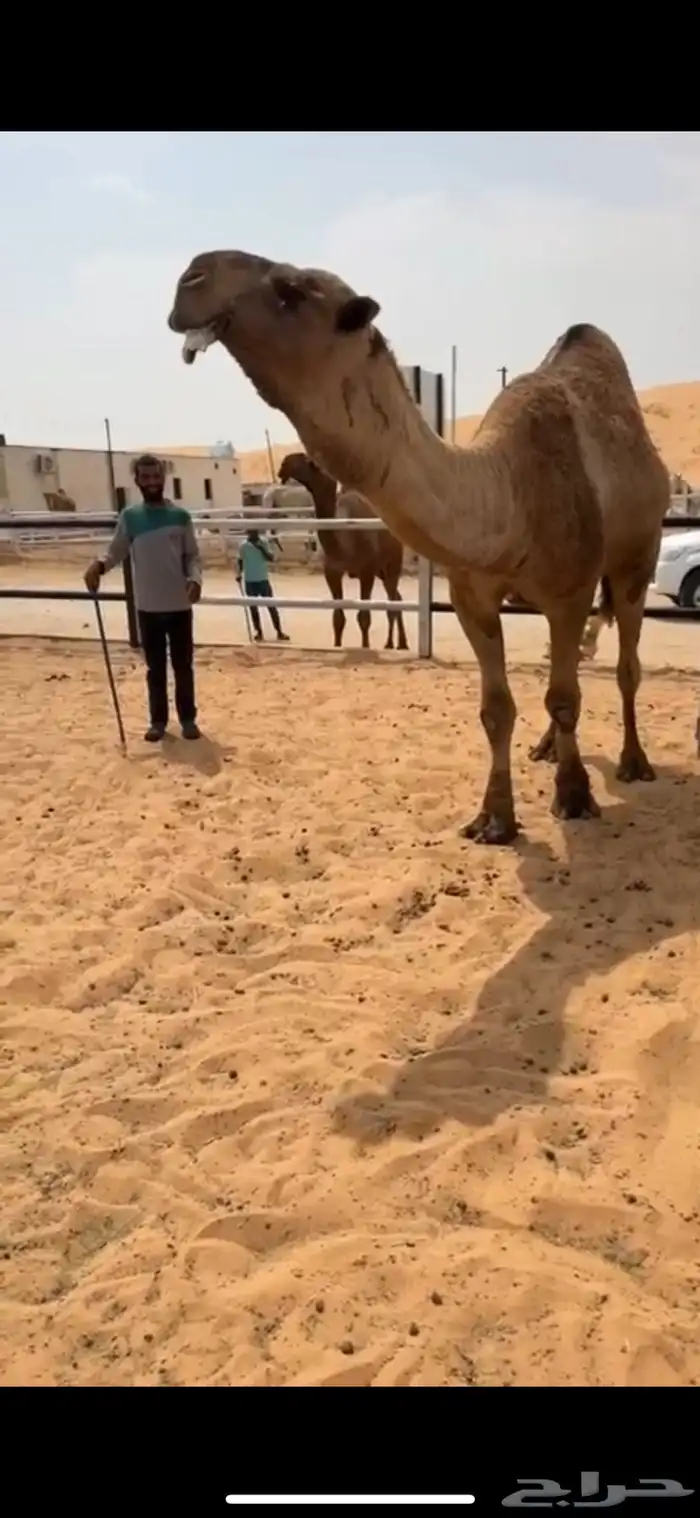 للبيع البعير الكفو العوني 1