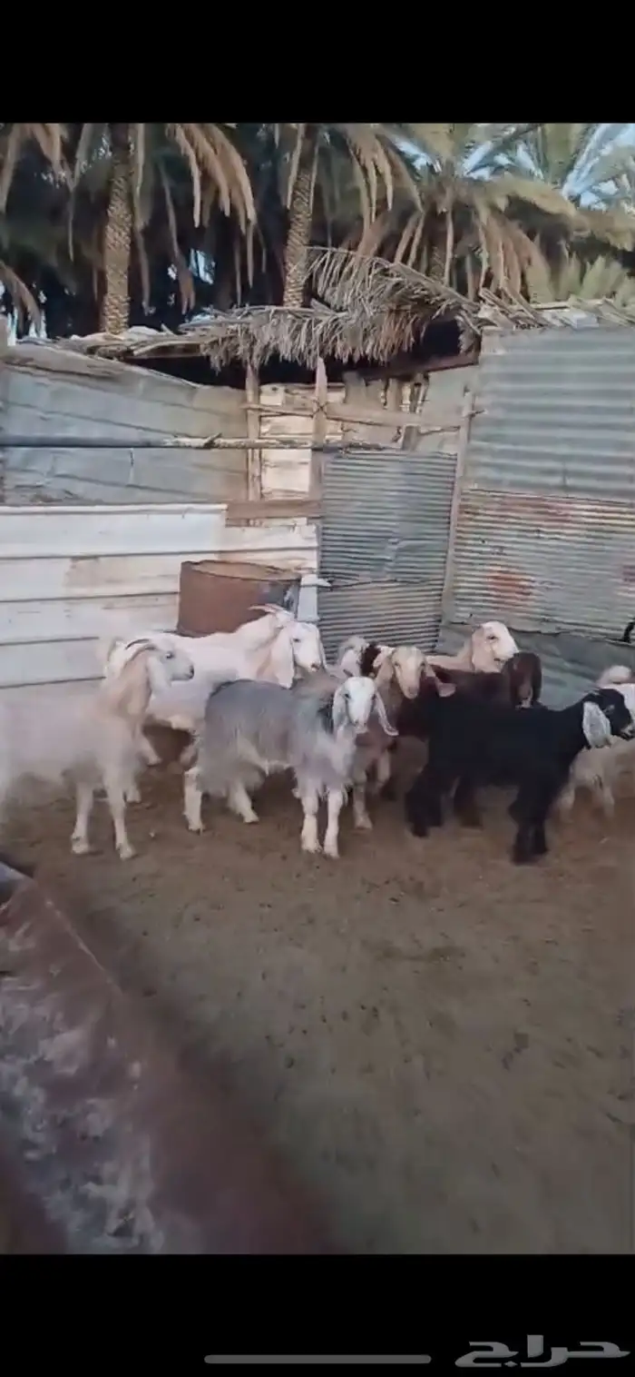معزا دفيع للبيع 3
