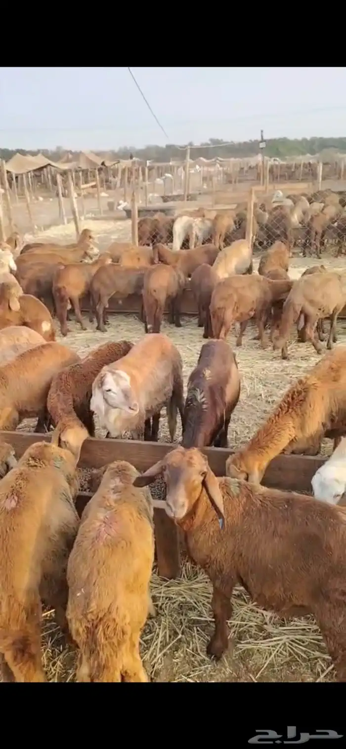 سواكني حمري طيب بالحيل 750 ريال جملة 0