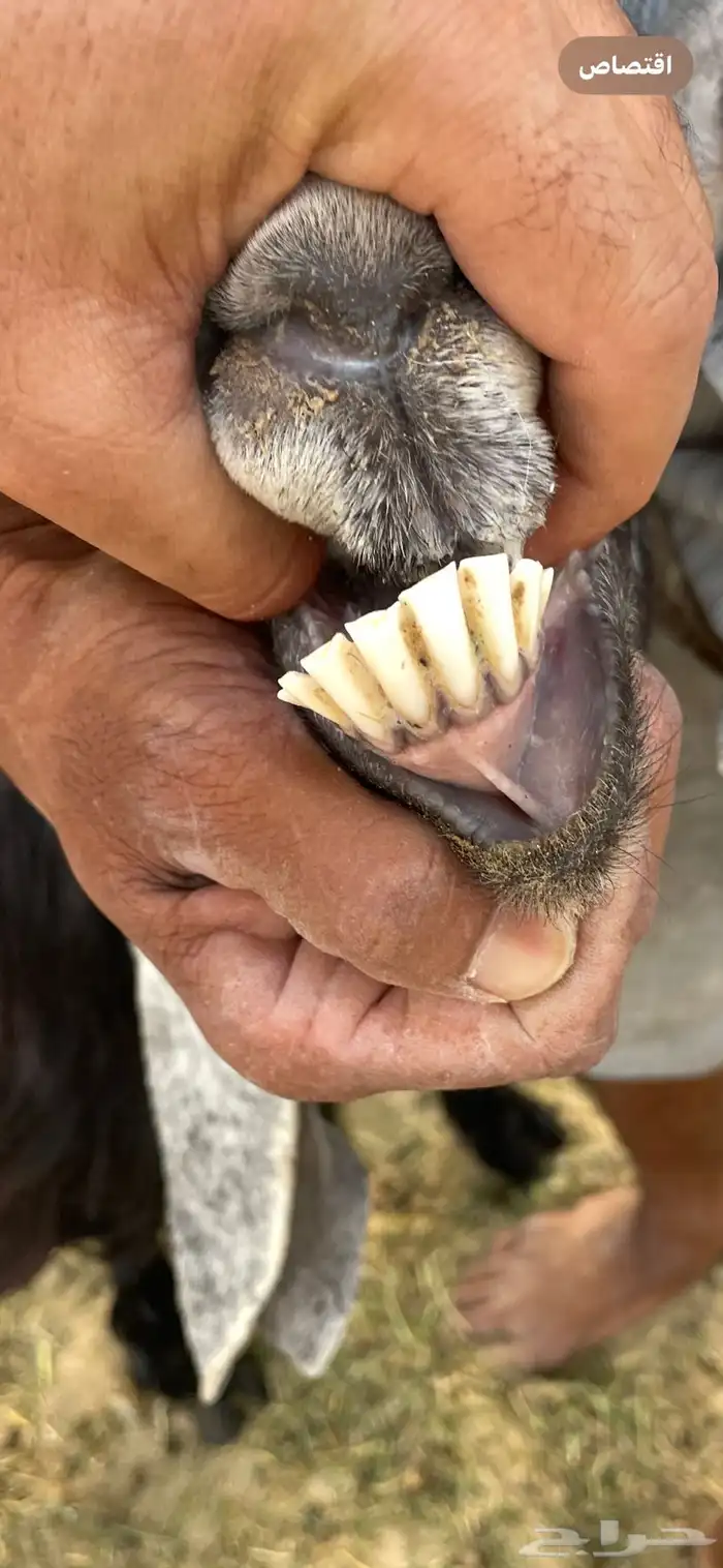 عنز عارضيه صافه 3