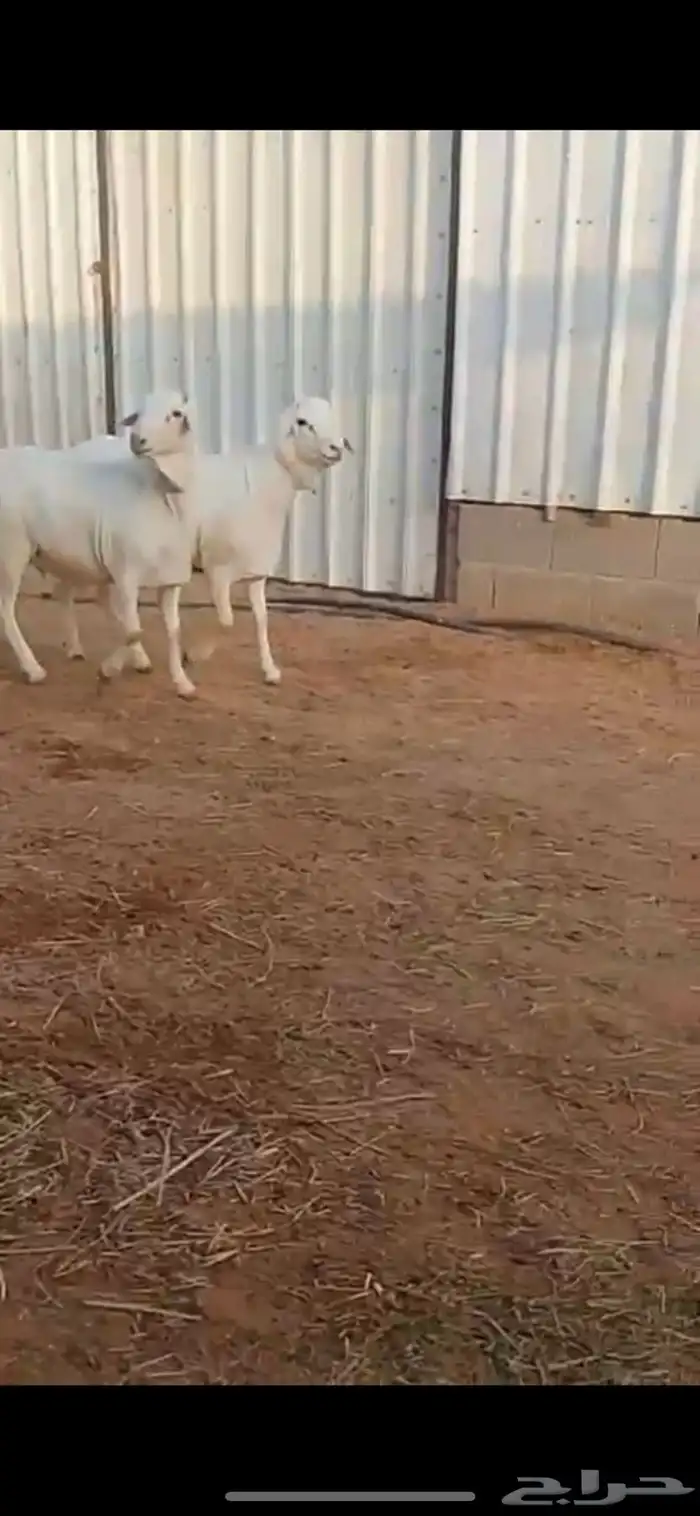 جذعان هجين دوربر بيض برص 1