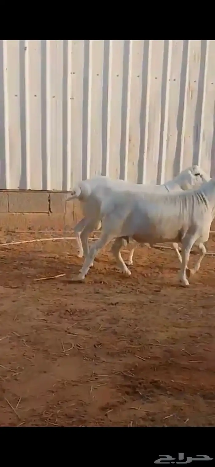 جذعان هجين دوربر بيض برص 0
