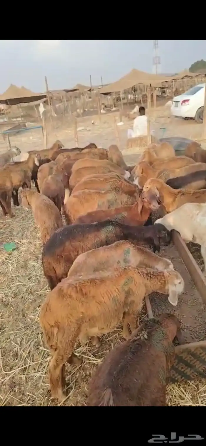 سواكني حمري طيب بالحيل 750 ريال جملة 1