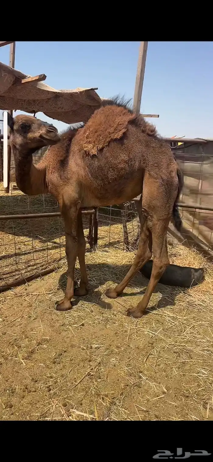 بكره حمرا 10شهور حليب 0