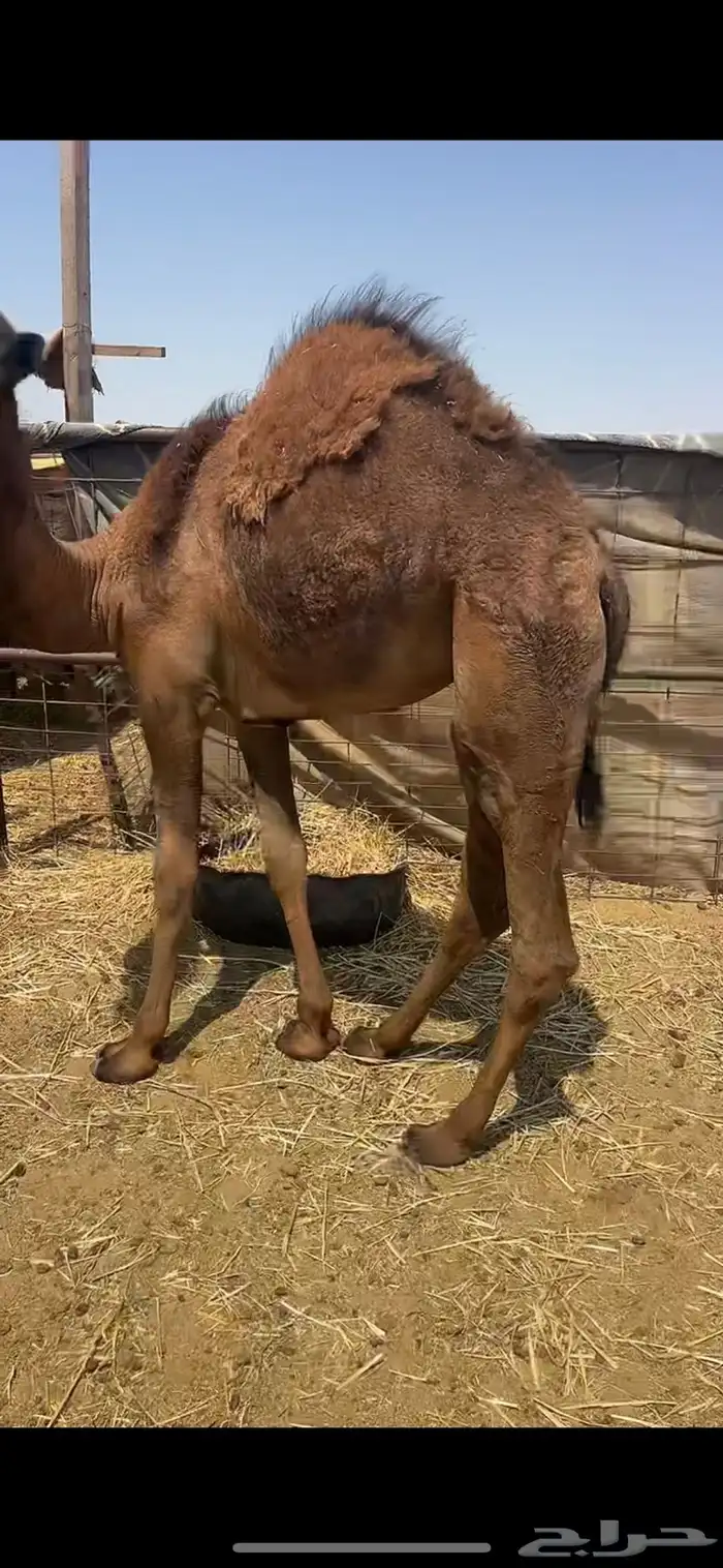 بكره حمرا 10شهور حليب 3