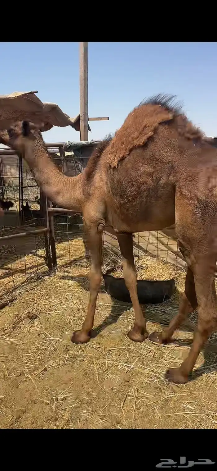 بكره حمرا 10شهور حليب 2