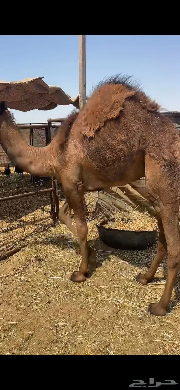 بكره حمرا 10شهور حليب 1