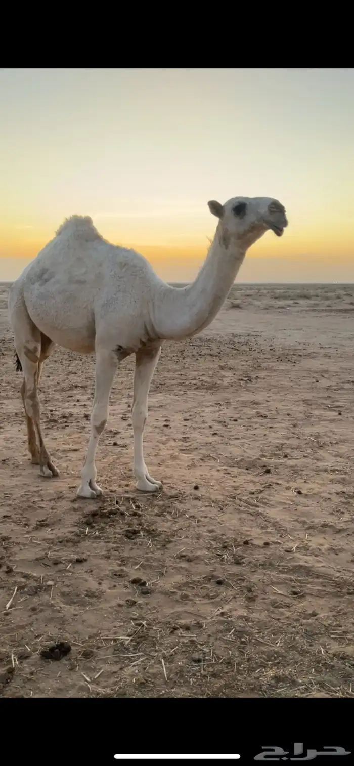 بكره رمانيه وضحاء كفو مفروده 0
