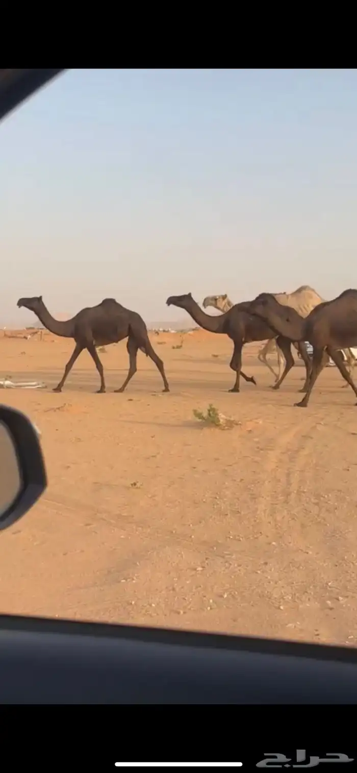 ابل مجاهيم 0