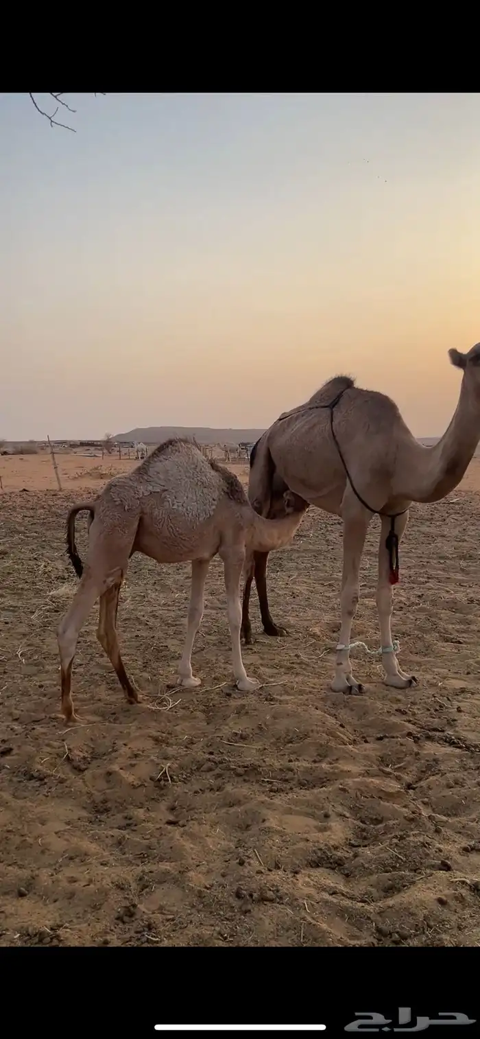 عرض ابل جمله (ب 30 الف )نقبل بدل بكار وضح او عشاير 1