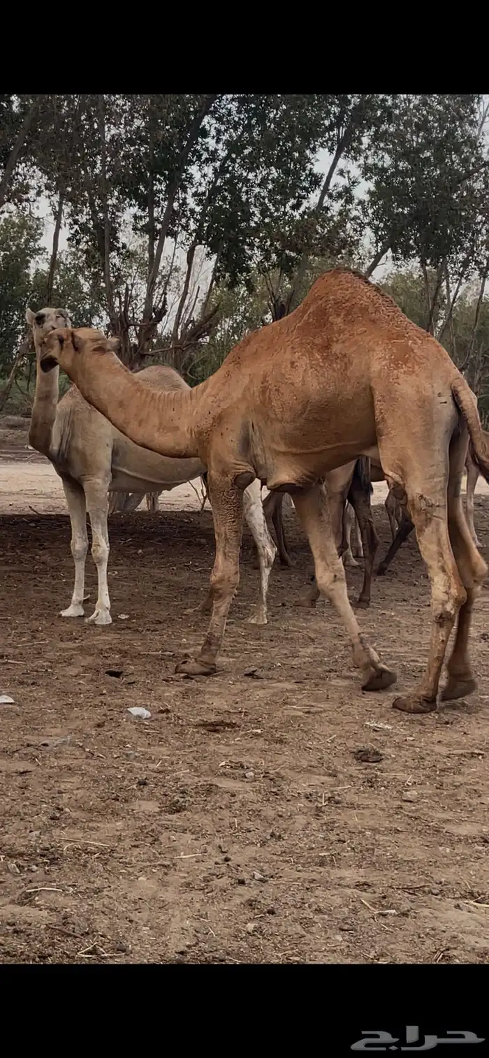 تم البيع 2