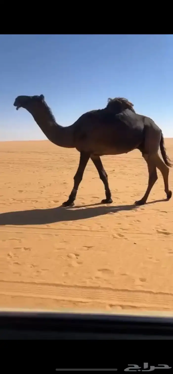 للبيع بعير مجهم طيب ومنتج 1