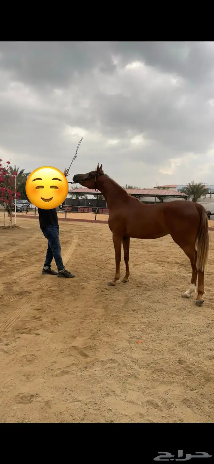 مهره مصرية بيور 3