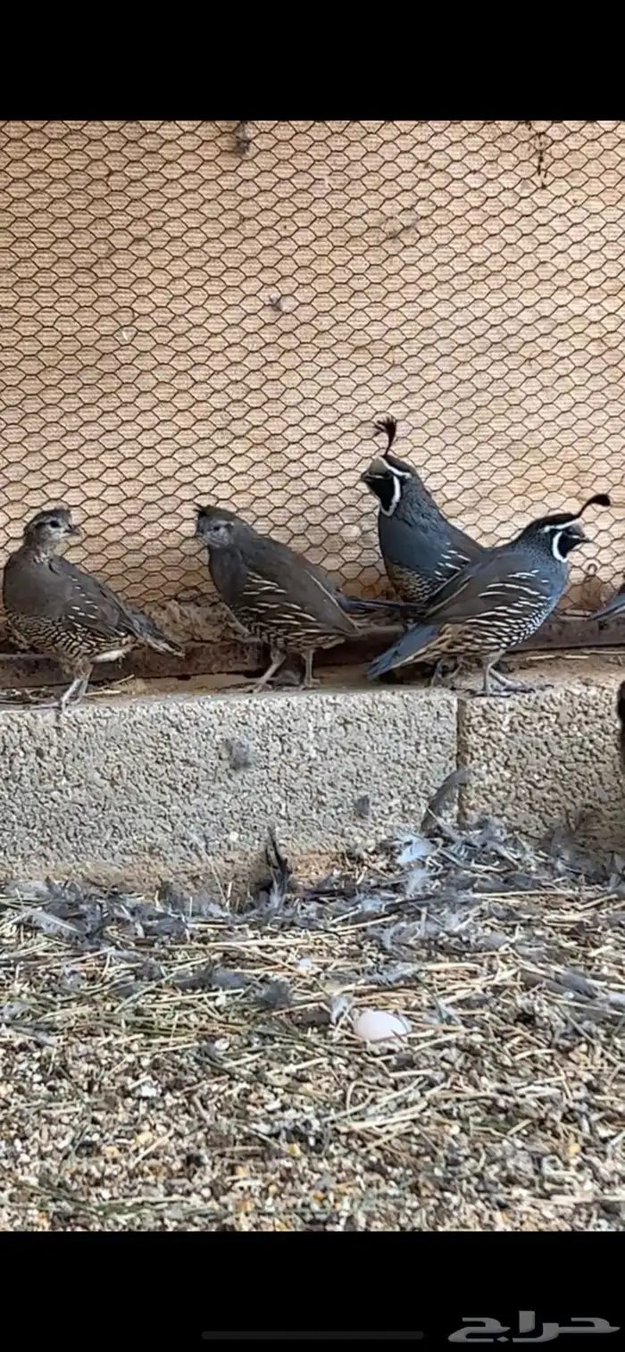 للبيع كاليفورنيا 0