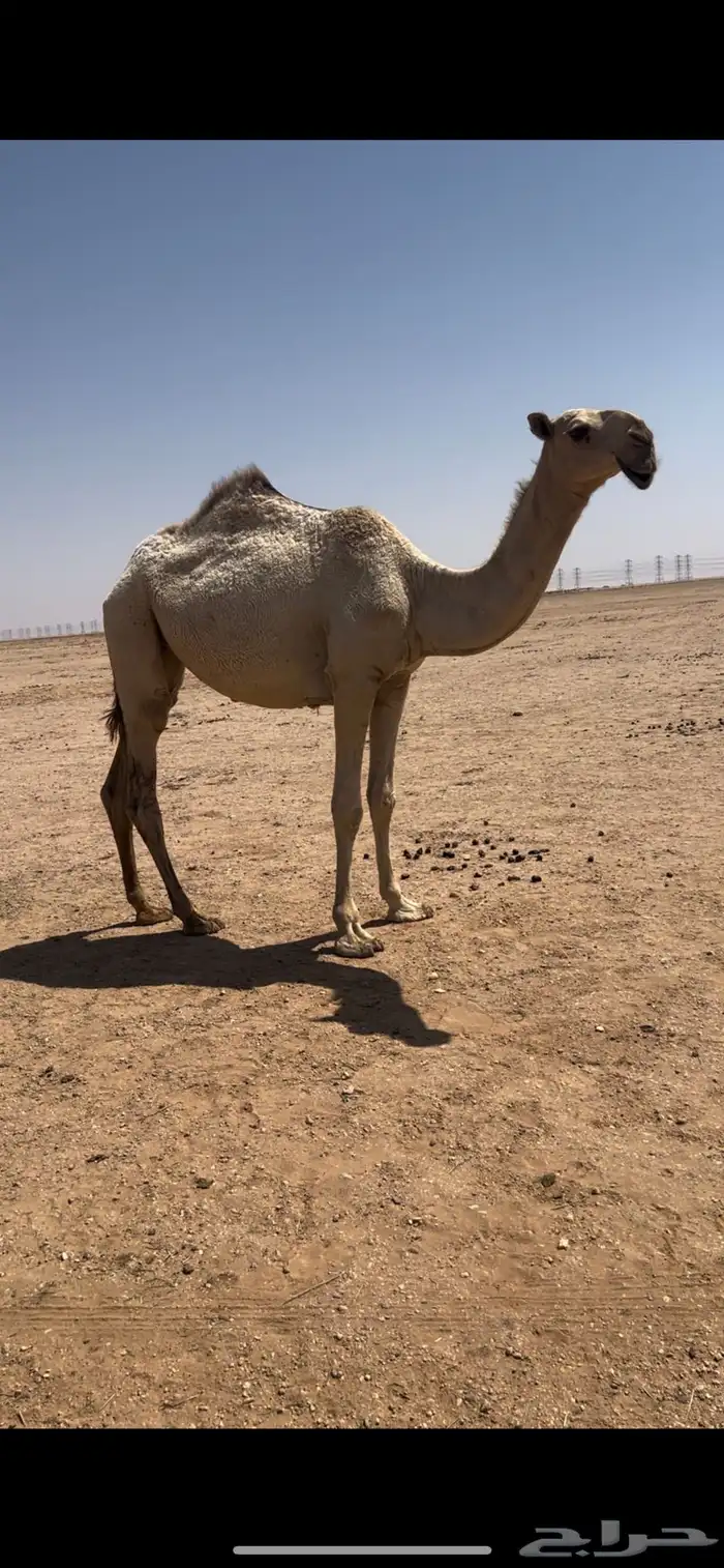 بكره شقحاء .حقه 0