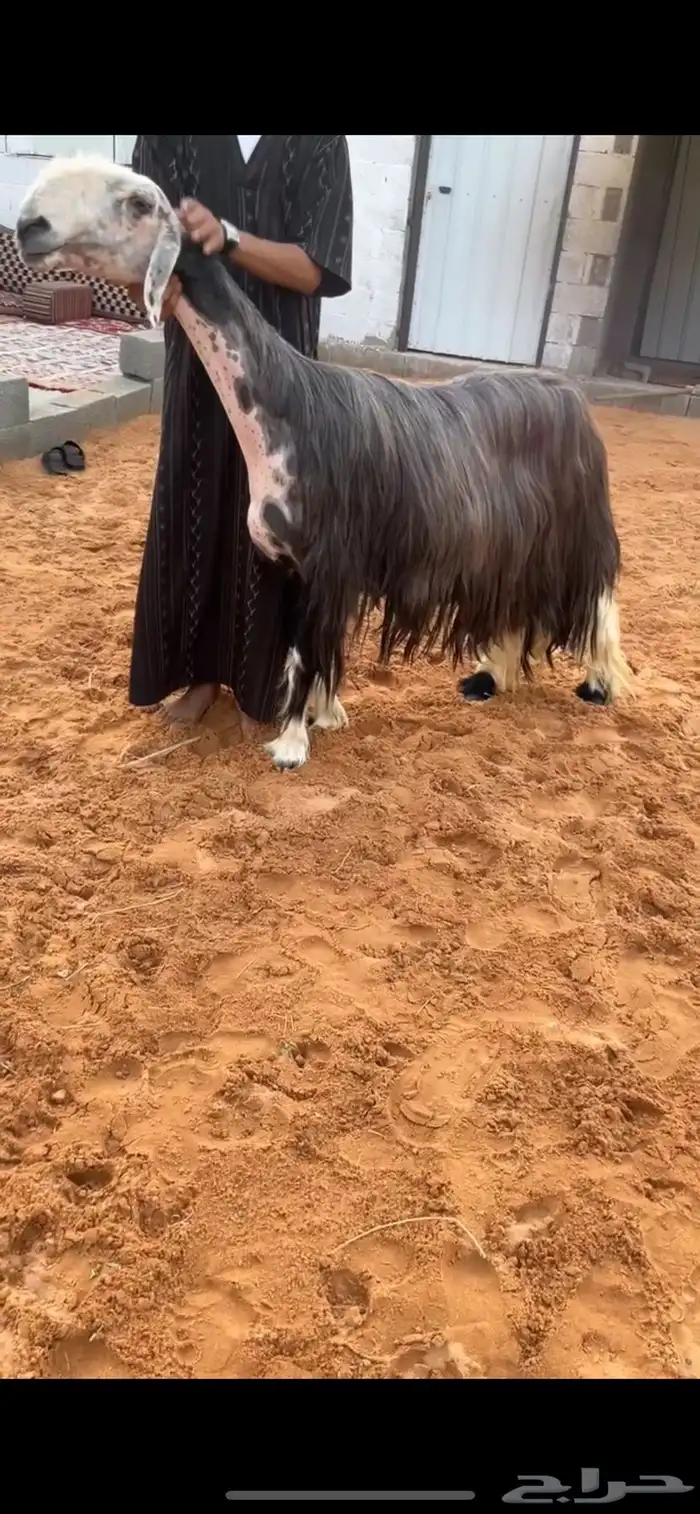 تم البيع 0