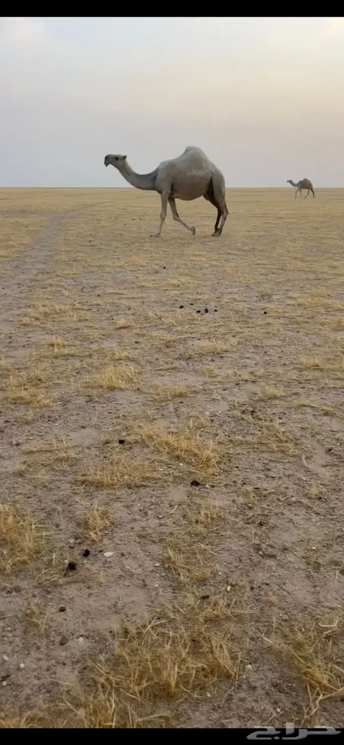 لقحه و عشرا حدرها بكره من ابل ابن شليه السبيعي 0