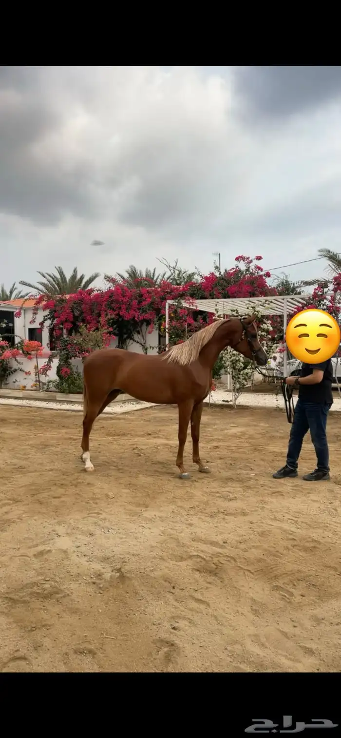 مهره مصرية بيور 5