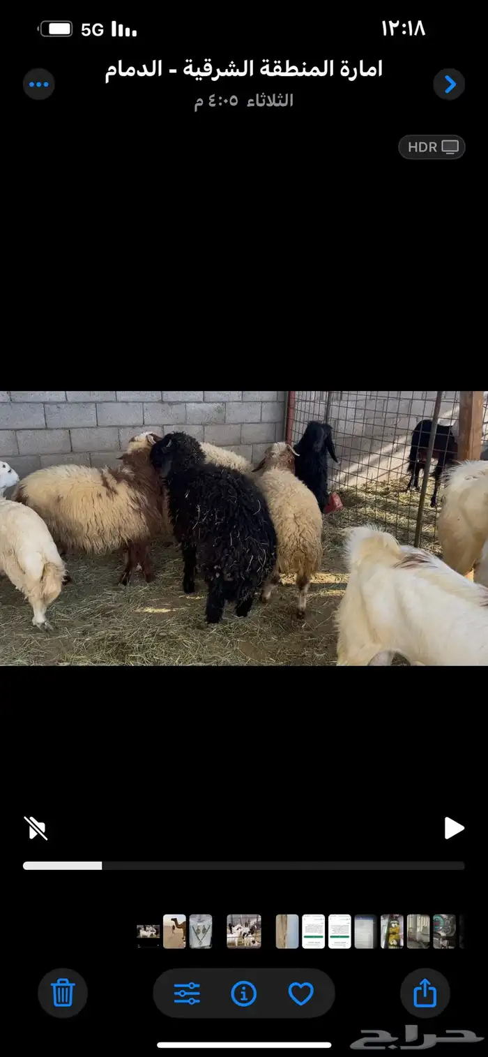 3 تيوس و7 خرفان 6