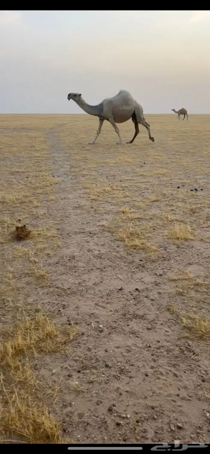 لقحه و عشرا حدرها بكره من ابل ابن شليه السبيعي 1