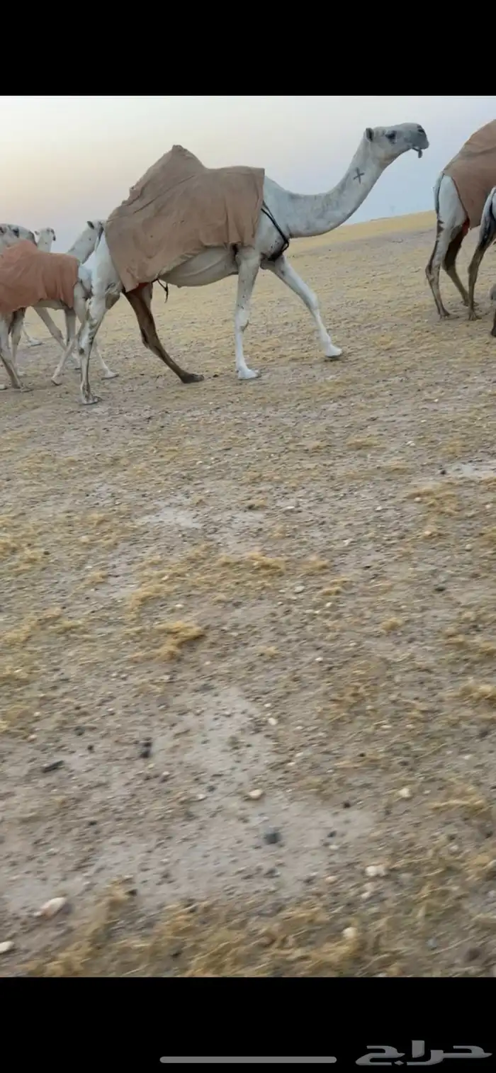 لقحه و عشرا حدرها بكره من ابل ابن شليه السبيعي 2