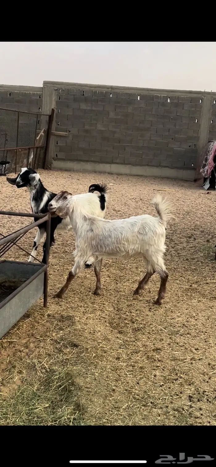 عنقان 1