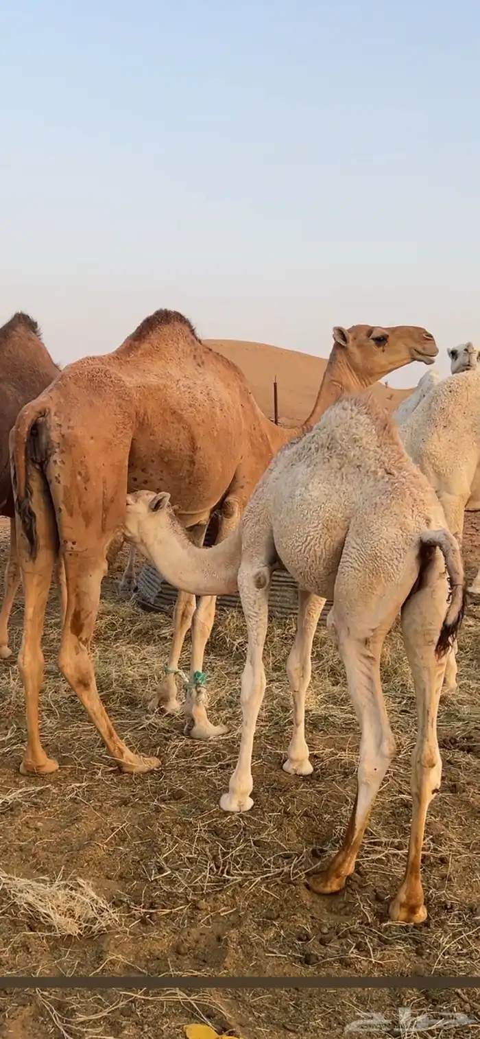عرض ابل جمله (ب 30 الف )نقبل بدل بكار وضح او عشاير 2