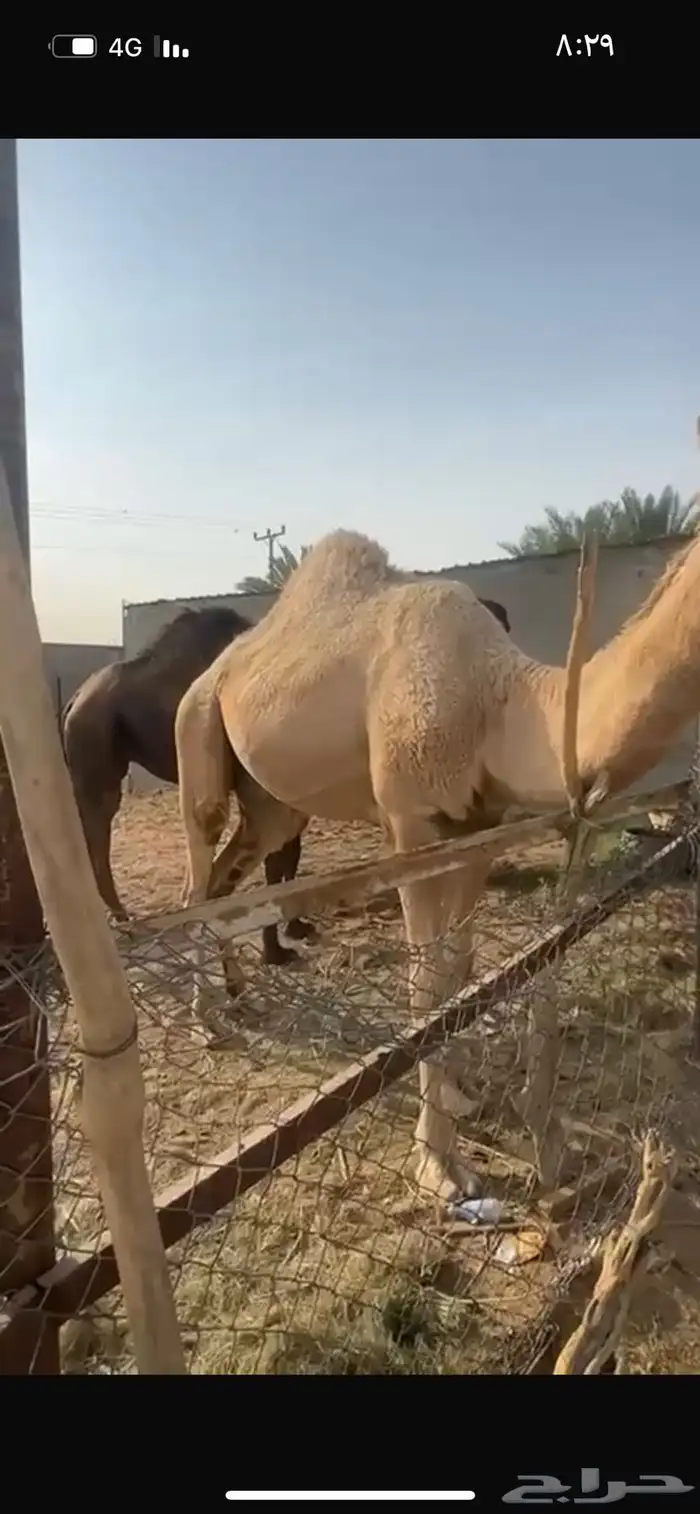 للبيع قعود حق سمين 3