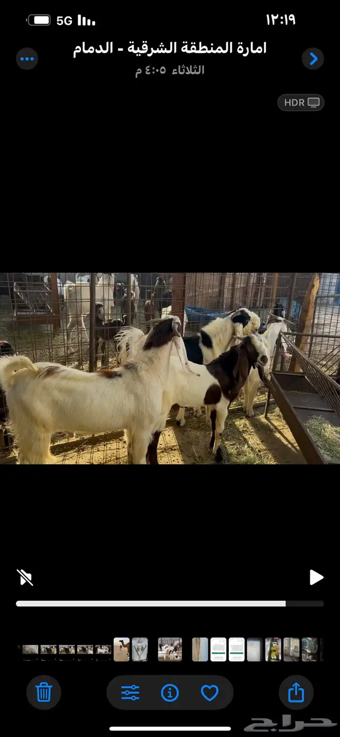 3 تيوس و7 خرفان 0