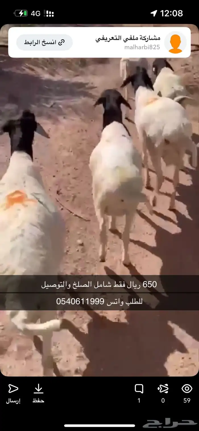 برابر جذعان 3