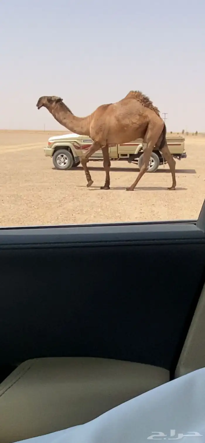 للبيع القعود 0