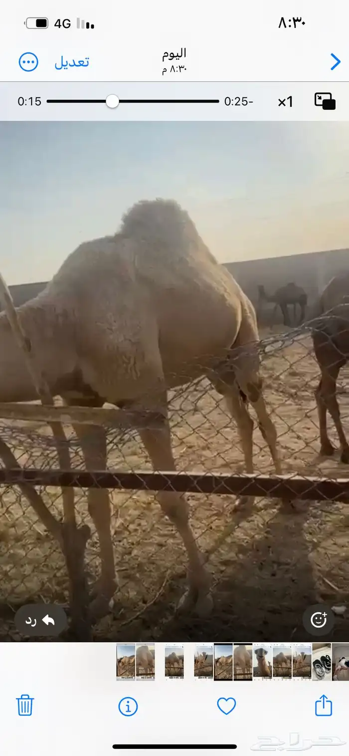 للبيع قعود حق سمين 1